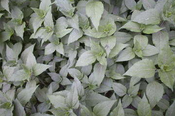 Dusty leaves of green plants by the road