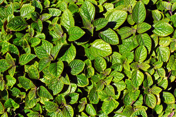 Green leaves background. Green leaf texture.