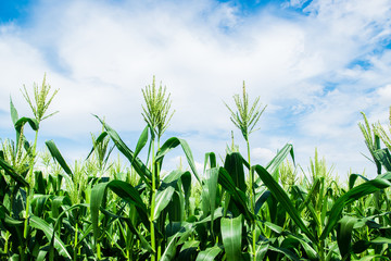 Corn field close up with blue sky. Selective focus 