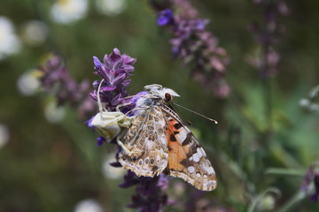 The butterfly (Vanessa cardui) became the prey of the white spider (misumena vatia)