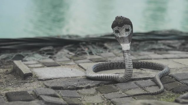 Attraction with training cobra