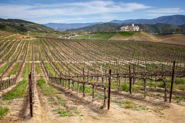 Fototapeta na wymiar A scenic landscape of young grapevines in bloom for the spring season