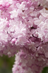 pink lilac macro