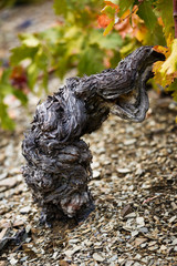 Old grenache grapevine in Priorat Region, Tarragona, Catalonia, Spain.jpg