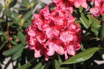 Beautiful red rhododendron during spring bloom