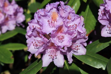 Beautiful lilac rhododendron during spring bloom