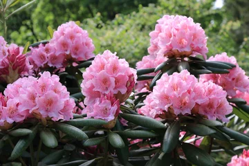 Cercles muraux Azalée Beautiful pink rhododendrons during spring bloom