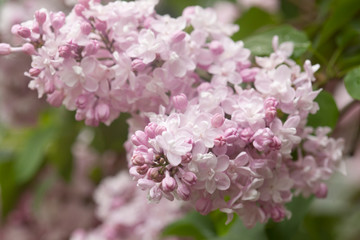 pink lilac macro