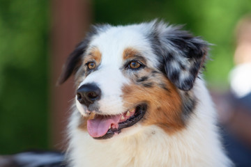 Retrato de perro Pastor Australiano en exterior