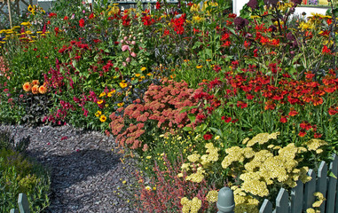 Fototapeta premium Cottage border with hot colourful summer planting of flower and colour combinations