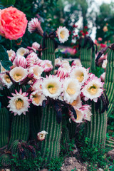 Saguaro Cactus Flower