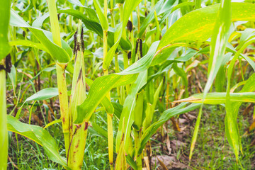 Corn plant with green leaves growth in agriculture field outdoor