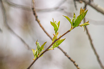 Spring branch