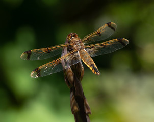 dragonfly on asparagus