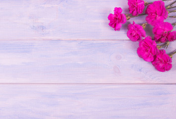 Fototapeta na wymiar Floral background. Carnation flowers on a wooden background. A place for an inscription.