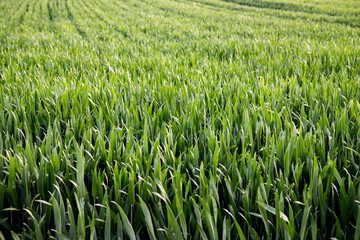 Obraz premium Zielone plony na polu