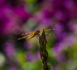 dragonfly purple backdrop