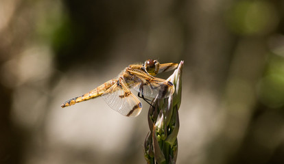 dragonfly on asparagus