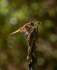 dragonfly on asparagus