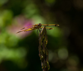 dragonfly