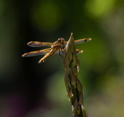dragonfly on asparagus