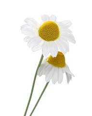 Chamomile flower isolated on white background, with clipping path