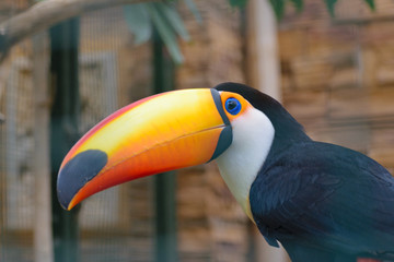 Toco Toucan (Rampastos toco) bird close up