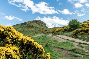Yellow flowers on the Hill, Edinburgh Scotland