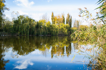 landscape with lake and trees