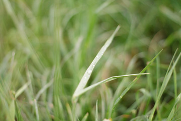 green summer grass after rain with water drops close up with blurred background