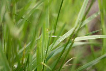 green summer grass after rain with water drops close up with blurred background