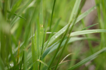 Fototapeta na wymiar green summer grass after rain with water drops close up with blurred background