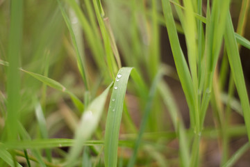 green summer grass after rain with water drops close up with blurred background