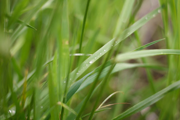 green summer grass after rain with water drops close up with blurred background