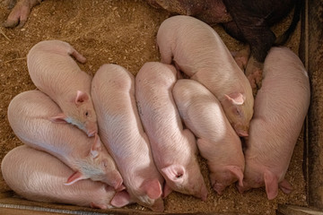 piglets crowded together