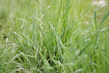 green summer grass after rain with water drops close up with blurred background