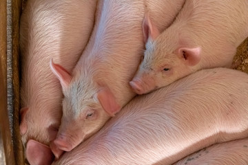 closeup of piglets crowded together