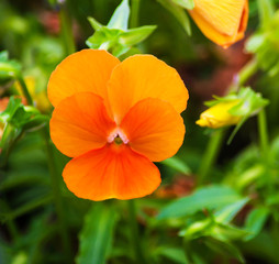 Yellow pansy flower