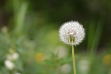 single white dandelion faded green grass closeup after rain background hats of fluff