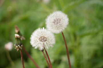 white dandelions faded a lot of green grass closeup after rain background beanie down