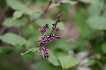 lilac flowers on the tree blossomed close-up green leaves glare bokeh light background