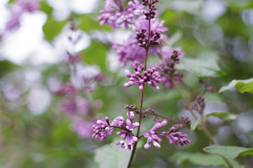 lilac flowers on the tree blossomed close-up green leaves glare bokeh light background