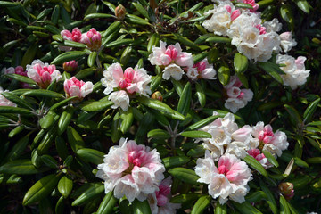 Rhodedendron