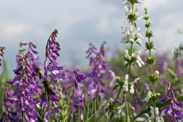 Obraz premium wild flowers and bee