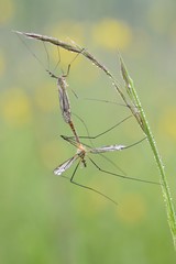 mosquito