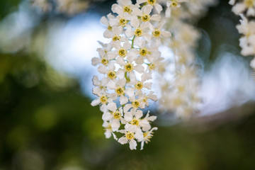white flowers in spring. white flowers on a background of blue sky. blooming bird cherry closeup..