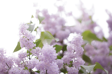Naklejka premium lilac flowers on the tree blossomed close-up green leaves glare bokeh light background