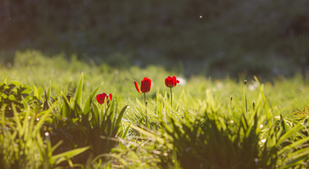 poppies on meadow at the sun