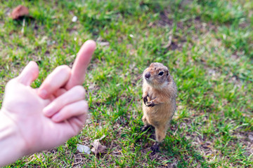 middle finger. rodent gopher. middle finger which show animal