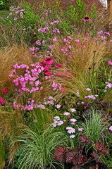 Colourful Mixed planting in a gravel garden with flowers and grasses
